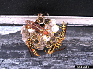 A small wasp nest with multiple paper wasps guarding the developing young.