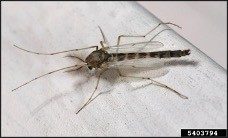 Cover for publication: Non-biting Midges