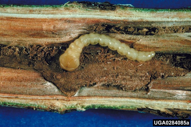 A flathead borer exposed in its tunnel in a branch.