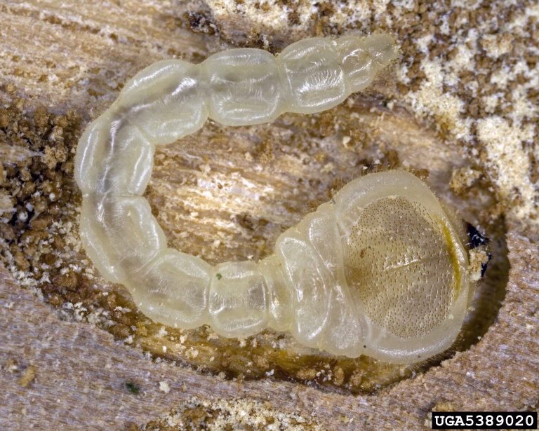 A flathead borer with a characteristically large body segment behind the head capsule.