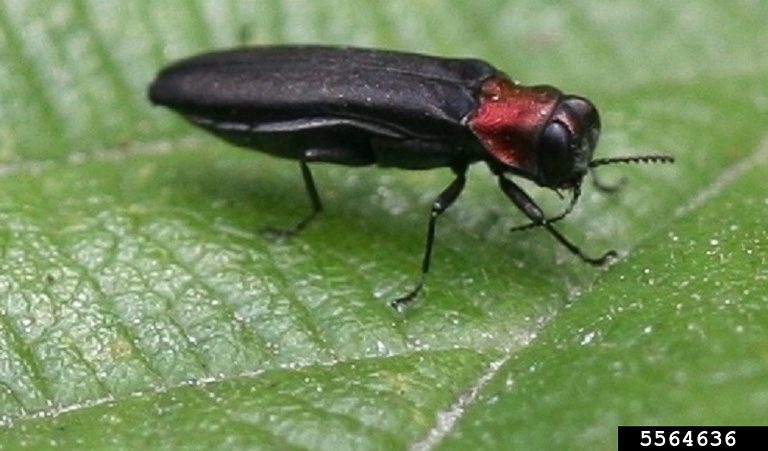 An adult buprestid beetle rests on a fresh leaf.