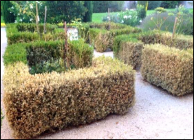A shaped boxwood hedge shows signs of caterpillar damage.