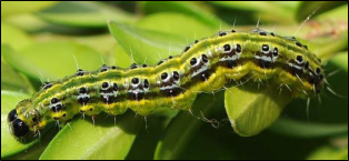 A striped caterpillar feeds on fresh leaves.
