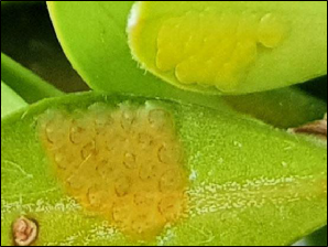 Two clusters of insect eggs on boxwood leaves.