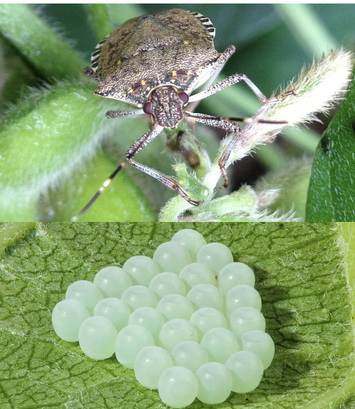 An egg mass or group of several white stink bug eggs laid together in the lower side of a leaf
