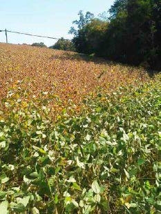 A field of soybeans showing half of their plants brown and matured, while the other have continues to be green due to the stay green syndrome caused by stink bugs