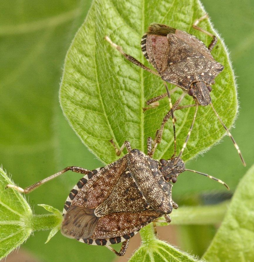 A stink bug immature laying on top of a vegetable leaf
