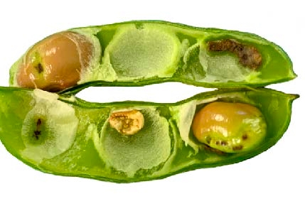 Pods with seeds injured by BMSB