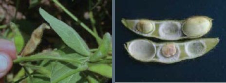 An open soybean pod opened in have and seeds showing symptoms of stink bug feeding and  A browned soybean pod showing symptoms of stink bug damage