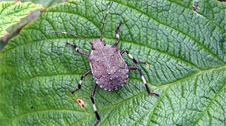 Cover for publication: Biology and Management of Brown Marmorated Stink Bug in Mid Atlantic Soybean