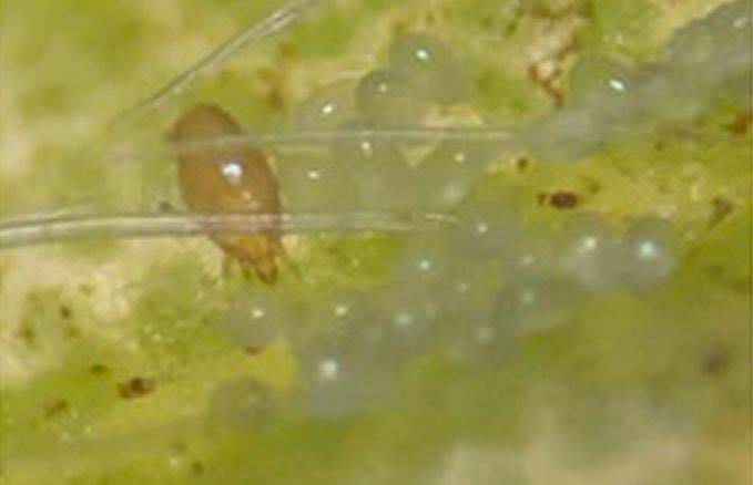 One cyclamen mite female on a leaf close to several of its eggs