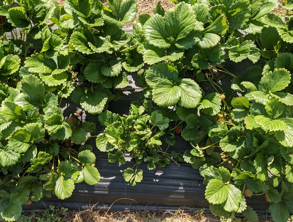 A picture from a u-pick field showing several strawberry plants, one of them stunted and marked in a red circle