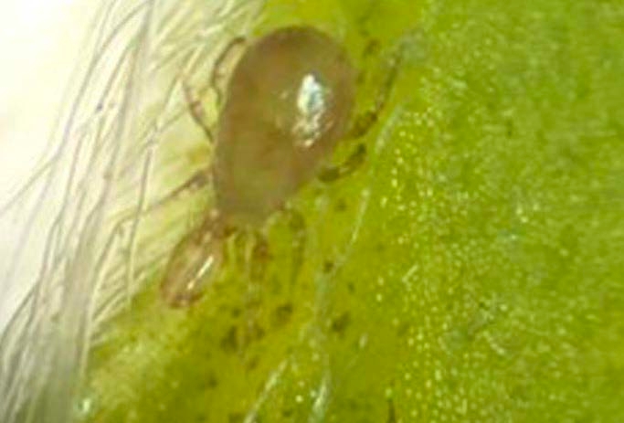 One adult predatory mite female in a leaf