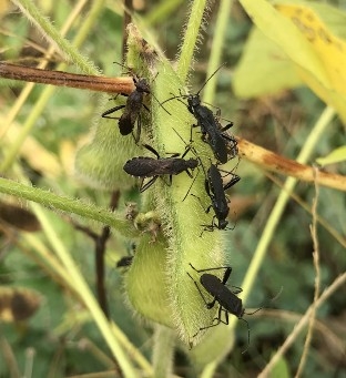 Several Alydus eurinus adults feeding on an edamame pod.