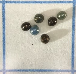 Several blue and brown Alydus eggs on one square centimeter of graph paper.