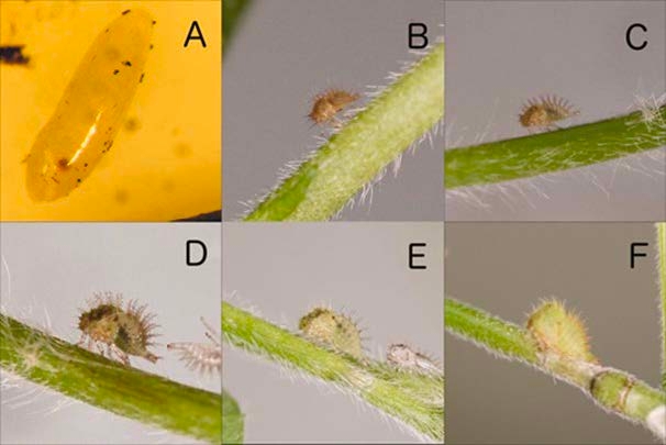 Six photographs depicting the threecornered alfalfa hopper as it grows from egg stage to final nymph stage. 