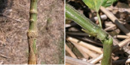Girdling of soybean stem from feeding patterns of adults and nymphs and breakage of soybean stem from feeding patterns of adults and nymphs.