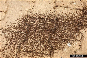 A large number of ants cover patio blocks as the result of two colonies battling over their territory.