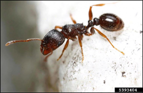 A worker ant rests on the edge of concrete.