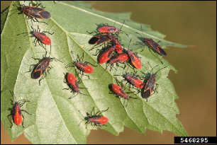 Numerous immature and adult boxelder bugs congregate on a boxelder leaf.