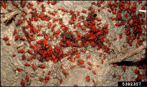 Dozens of boxelder bugs are clustered on the trunk of a tree in a very conspicuous mass.