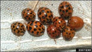 Multiple Asian ladybird beetles cluster  together on a piece of upholstery.