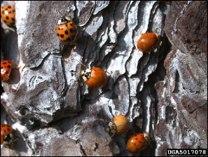 Multiple Asian ladybird beetles aggregate on the bark of a tree.