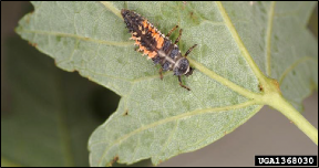  A multicolored Asian ladybird beetle larva rests on the underside of a fresh leaf.