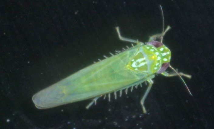 Figure 1. An adult potato leafhopper with characteristically spiny hind legs. 
