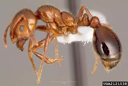A pinned specimen of an adult fire ant worker.