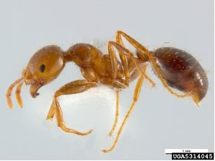 An Adult Red Imported Fire Ant