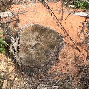 A fire ant mound next to a tree stump.