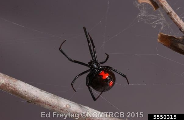 A shiny black spider with red markings suspended in its web.