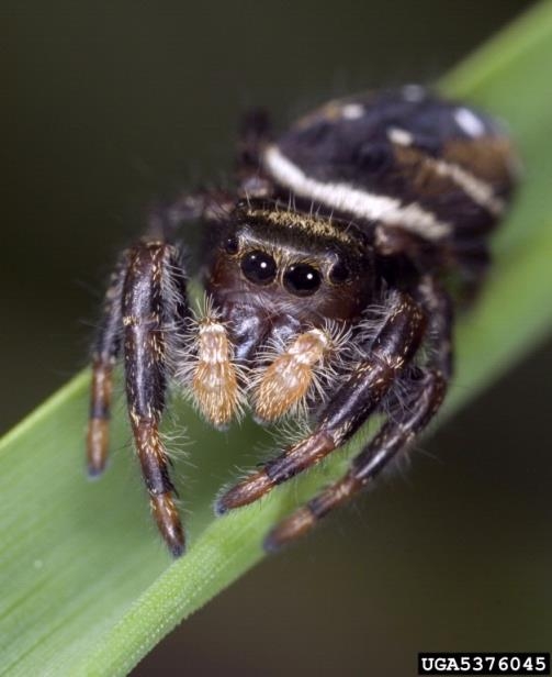A hairy black spider with very large eyes and bold white stripes on the abdomen.