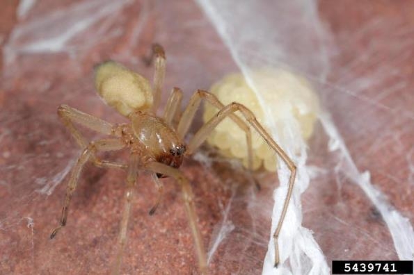 A yellow spider beside its clutch of eggs in a protective silk tube.