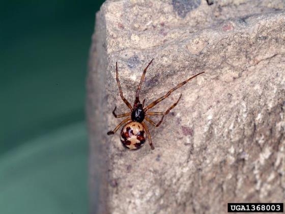 A shiny spider with a tan abdomen boldly marked with dark brown and reddish spots.