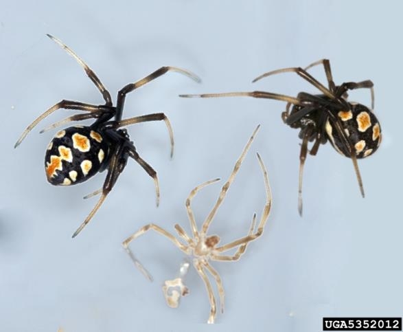 Two black spiders with white and orange spots on their abdomens.