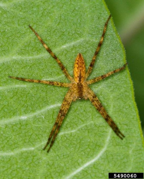 A brown spider with long, thin, dark-banded legs.