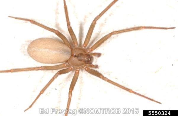 A brown spider with a darker brown fiddle-shape mark on the head region.