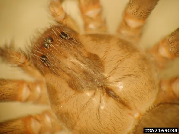 A close up of a brown spider showing six eyes arranged in three groups of two eyes each.