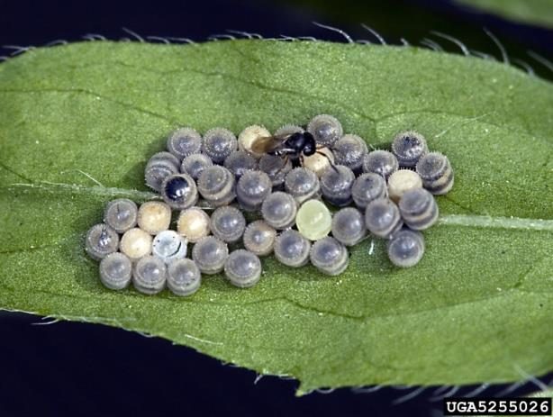 A cluster of barrel-shaped insect eggs on a green leaf and a tiny black wasp emerging from one of the eggs.