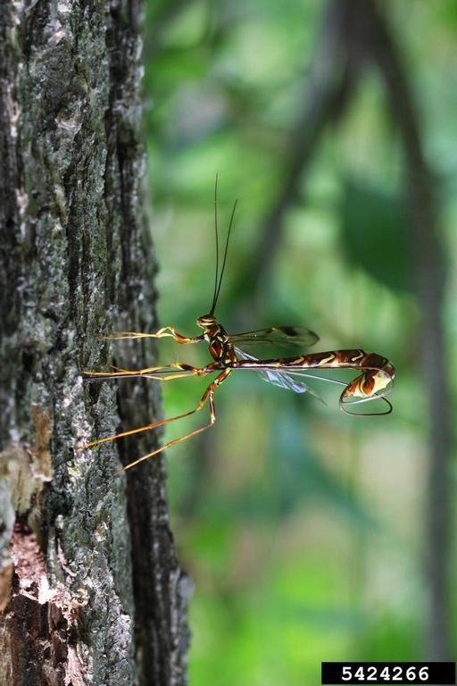 A brightly colored wasp with long legs inserting her eggs through a long ovipositor through tree bark.
