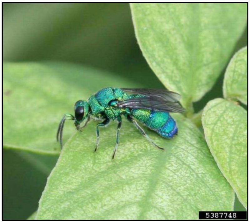 A brilliantly colored green and blue wasp resting on a green leaf.
