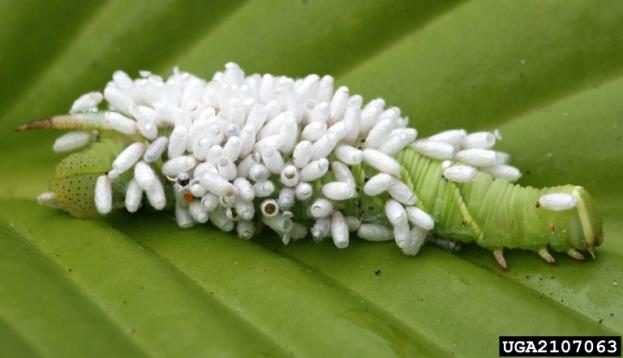 A green caterpillar covered with dozens of white pupal cases made by the parasitic wasps that emerged from its body.