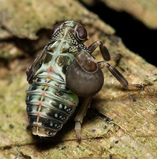 A leafhopper nymph with a large wasp grub attached to the right side of its body.