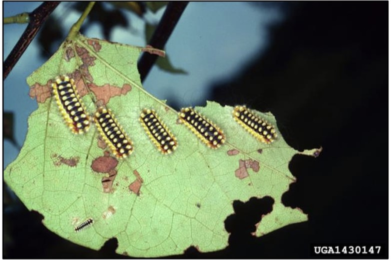 A cluster of brown caterpillars with yellow polkadots on their bodies feeding on a green leaf.