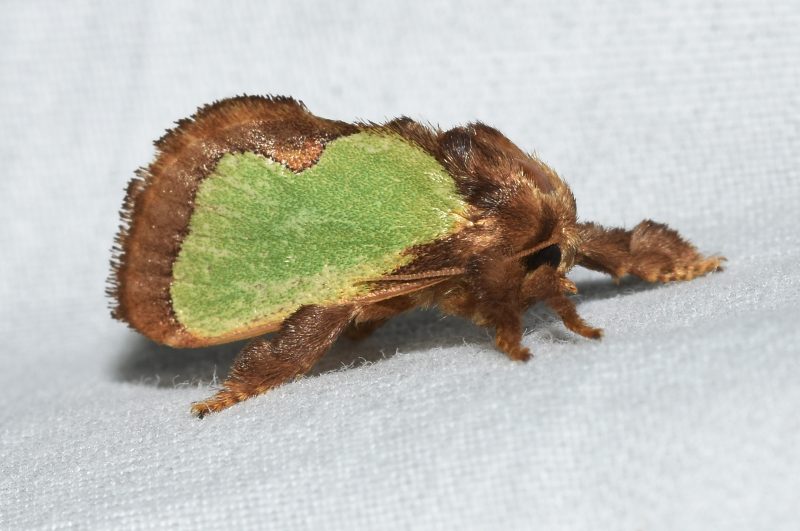 A furry, chunky spiny oak slug moth rests on a white surface with its wings held over its body.