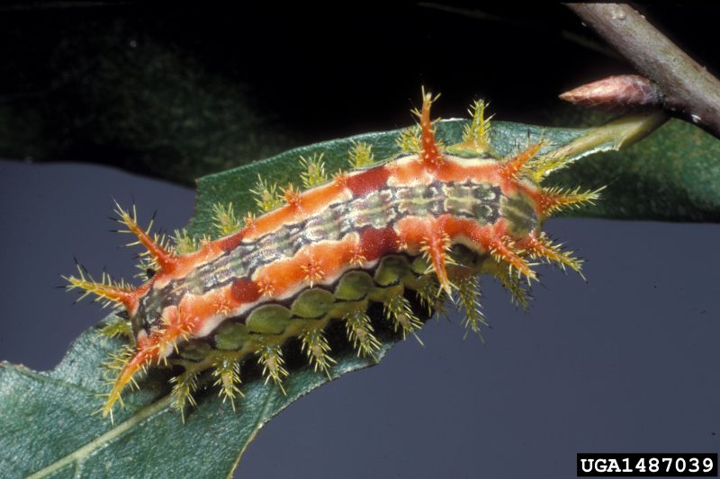 A spiny oak slug caterpillar with many tufts of poison spines on its body feeds on a leaf.