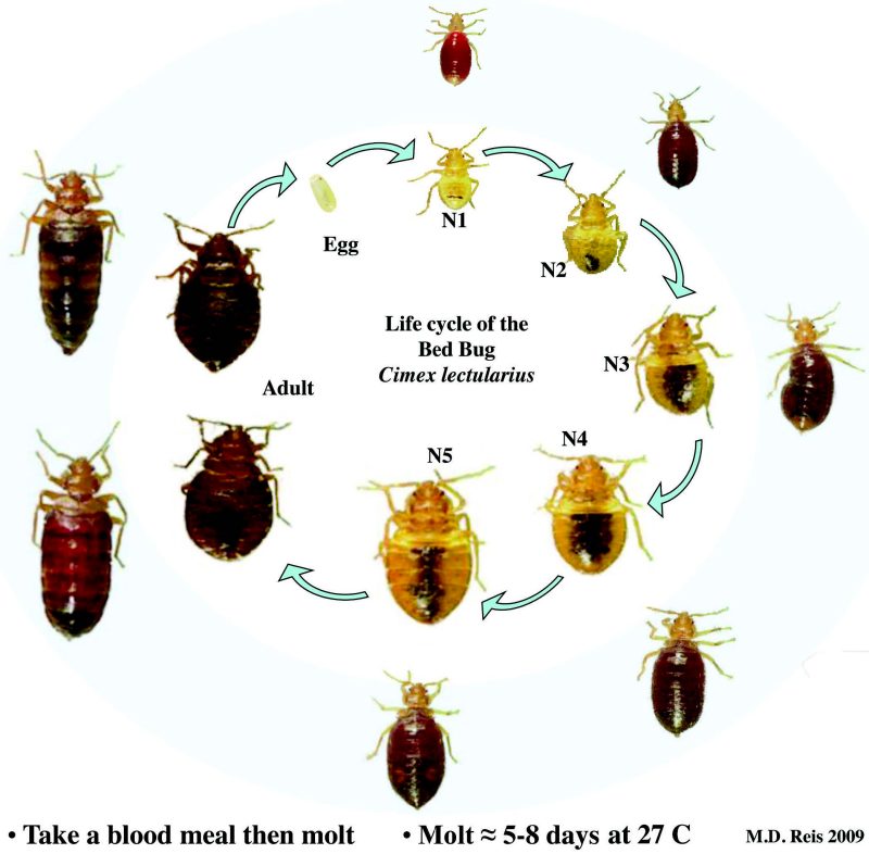 A diagram showing the life cycle of bed bugs. Diagram starts with a small yellow bug and evolves to a darker brown rounder bug