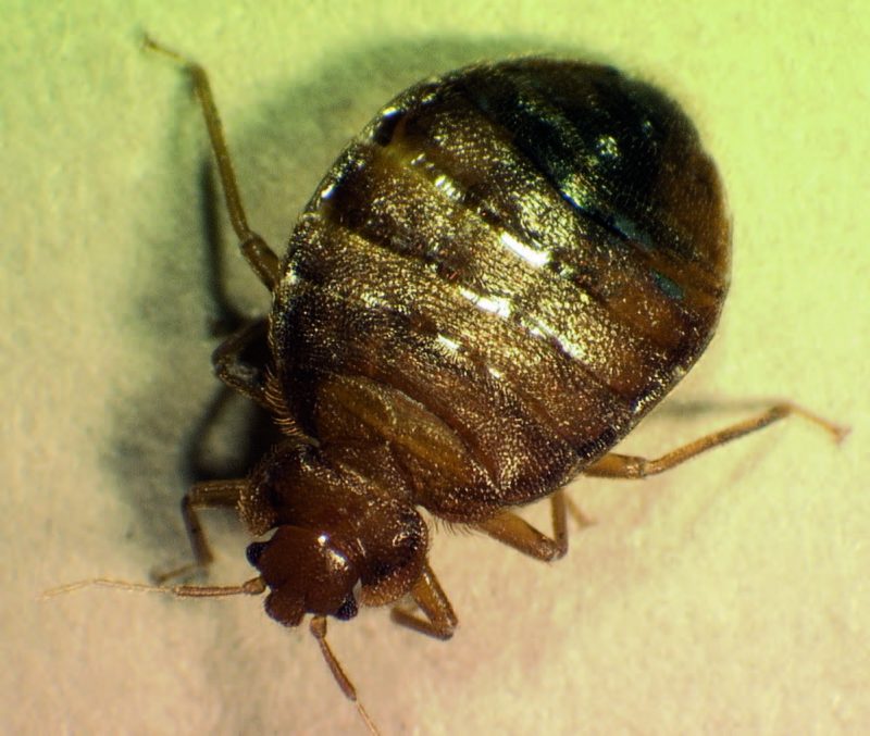A large round brown bug